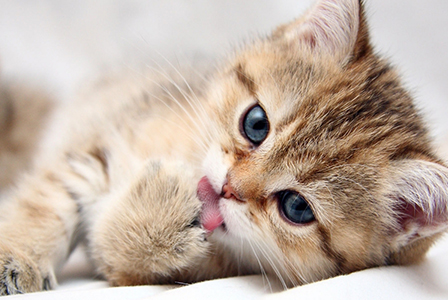 10 неподозирани факта от котешкия живот