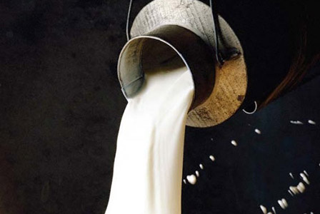 Прясното мляко може да е вредно за костите