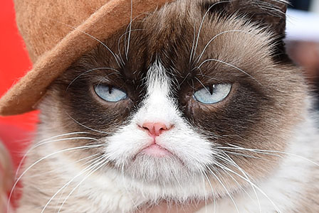 Grumpy Cat донесе милиони на собственичката си