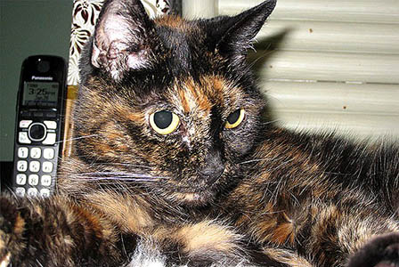 Най-старата котка на света стана на 27 години