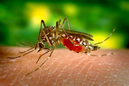 Комарите избират жертвите си по телесната им миризма