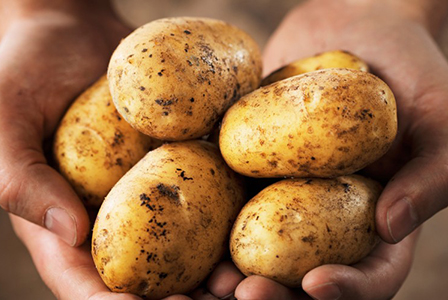 Американски биолози създадоха полезни лилави картофи