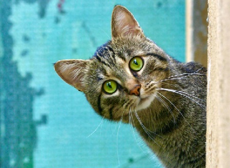 Котките могат мислено да определят къде са стопаните им по гласа