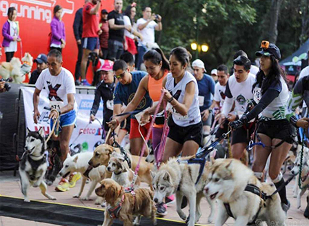 Маратон за кучета в Мексико събра 300 лаещи състезатели