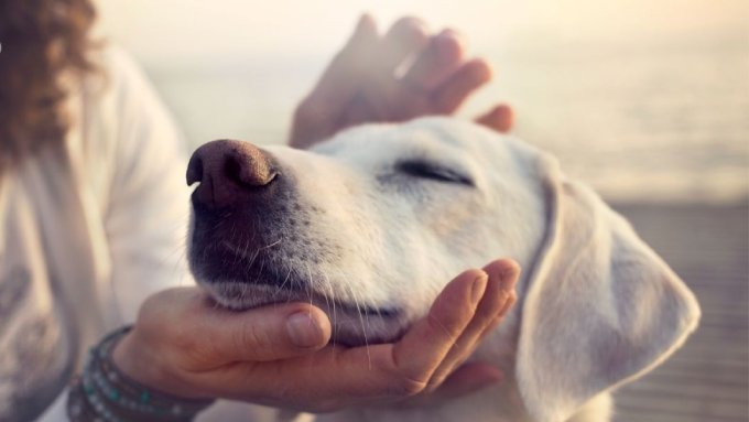Учени: Галенето на кучета повишава имунитета